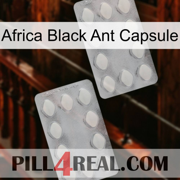 Africa Black Ant Capsule 17.jpg